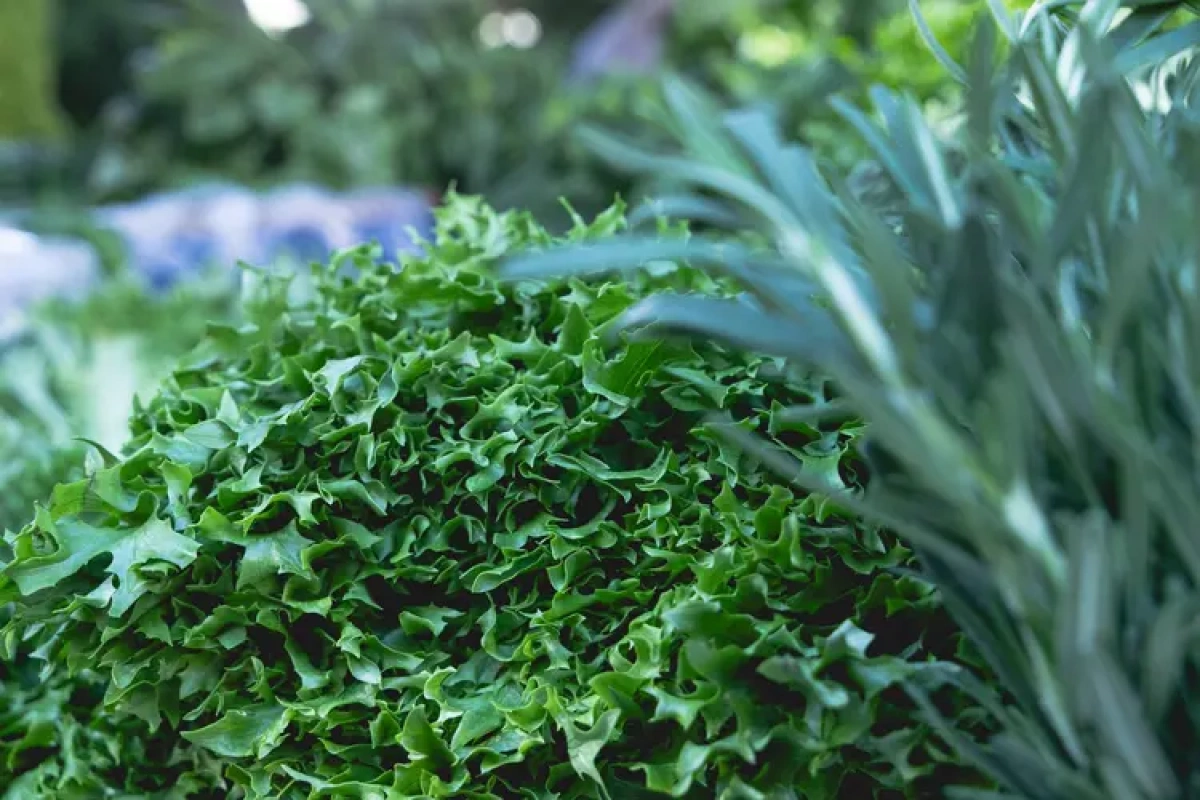 У Києві цього тижня пройдуть продуктові ярмарки: повний перелік локацій у районах