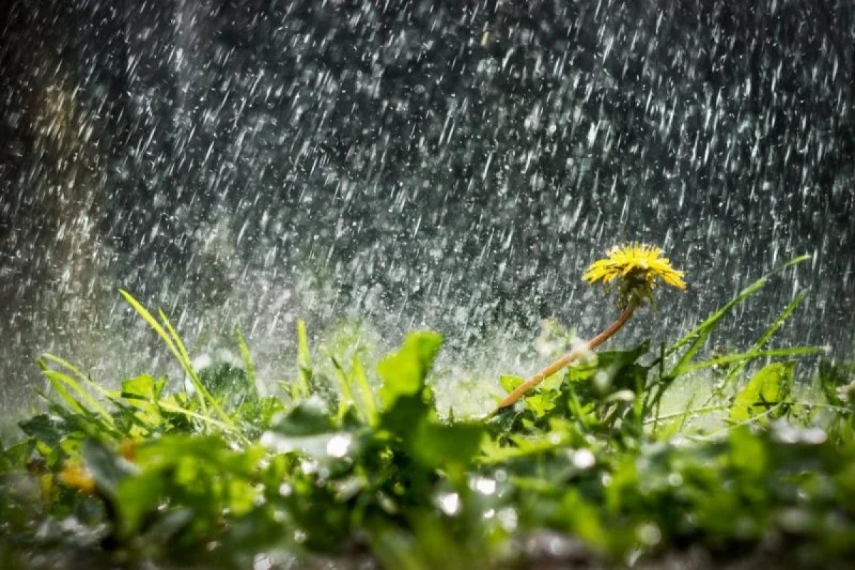У Києві 25 червня буде до +26°C: протягом дня очікується дощ