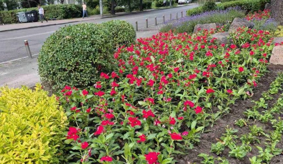 У сквері ім. Котляревського в Києві висадять 5000 квітів: що зміниться після оновлення