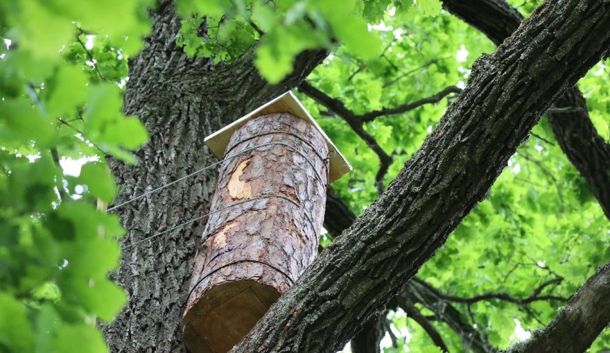 На Київщині встановили перші «готелі для комах»: WWF-Україна запускає екологічний проєкт