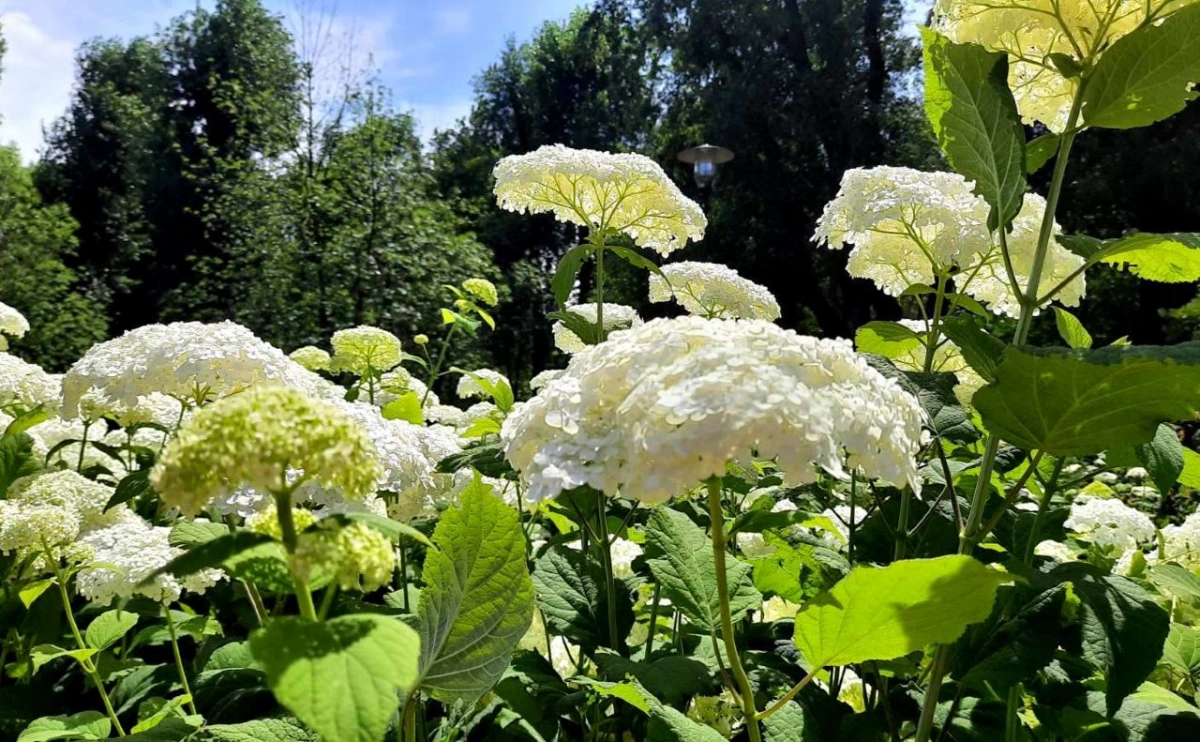 Погода у Києві 26 червня: до +25°C та без опадів