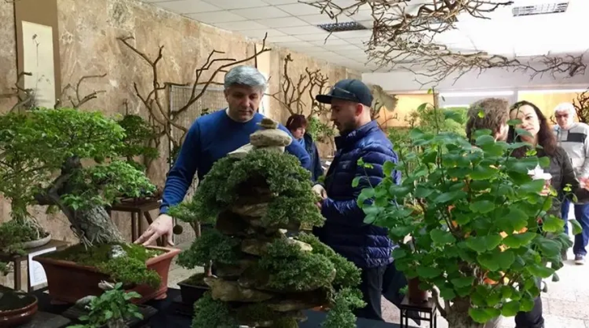 Українська школа бонсай відкривається у Києві: як записатися на курс і скільки коштує навчання