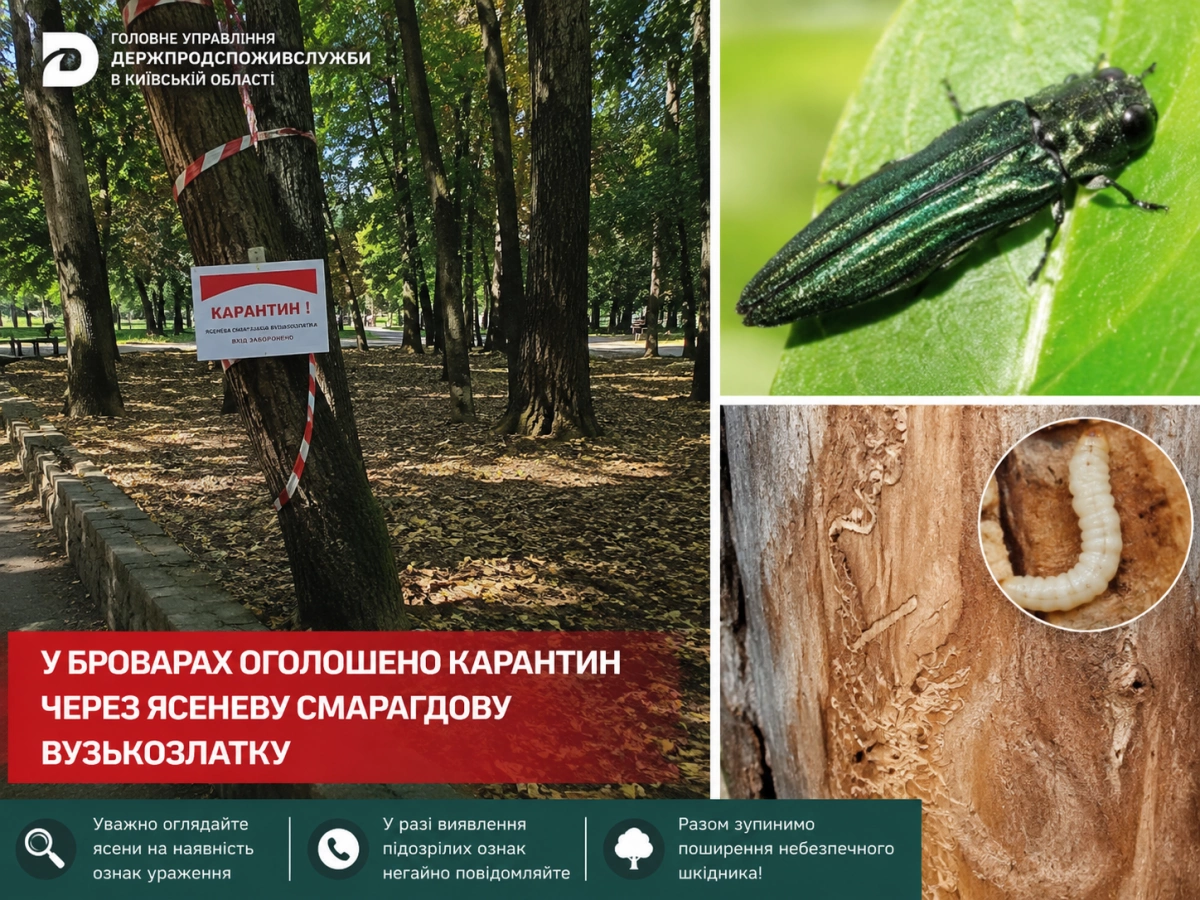 У Броварах оголосили карантин через смертельно небезпечного шкідника дерев