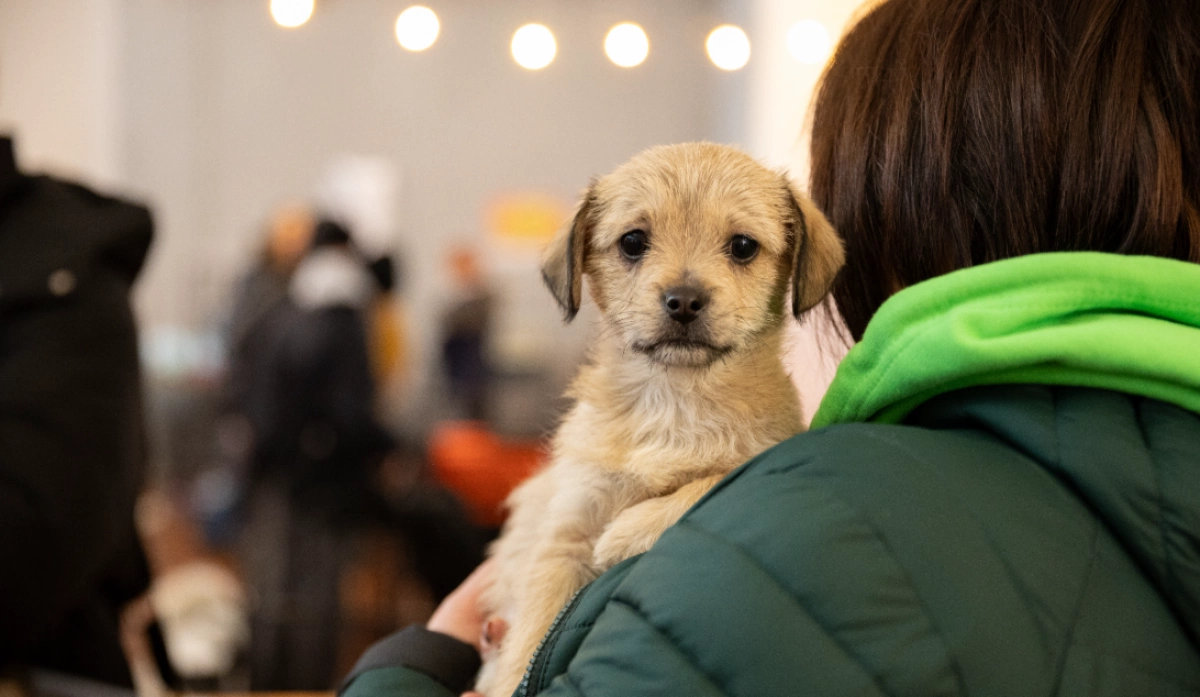 AdoptMe Days у Києві: на ВДНГ 700 котів і собак шукатимуть нові родини