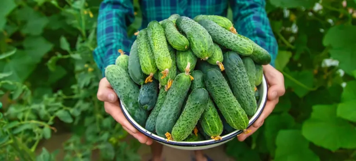 Продуктові ярмарки у Києві 21 липня: де сьогодні купити фермерські продукти