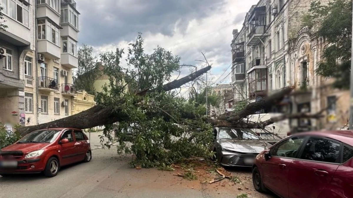 У Києві на вулиці Ярославській дерево впало на дорогу та заблокувало рух транспорту