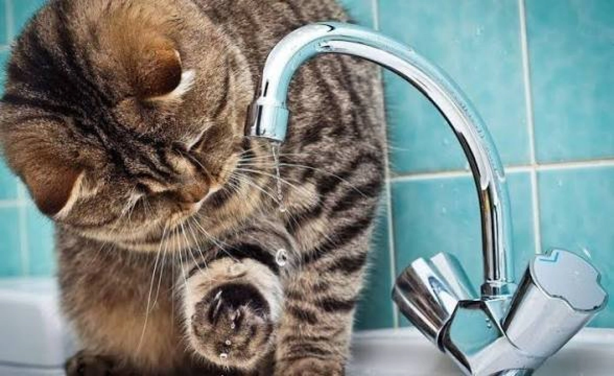 У Києві вода може подорожчати більш ніж удвічі: який тариф прогнозують