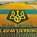 Герб України на 6 гектарів: як аграрії створили соняшниковий рекорд!