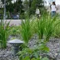 Як Київ озеленять у 2025 році: дощові садки, декоративні луки та нові дерева