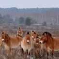 Як коні Пржевальського відроджують природу Чорнобильської зони