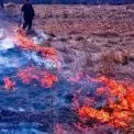 На Київщині затримали палійку сухостою: які штрафи загрожують порушникам