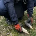Шокуюча знахідка на городі: артснаряди часів Другої світової у Київській області