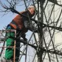 Що таке «шпалерні» липи і де їх можна побачити в Києві?