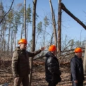 На Київщині відновили ліс після буревію: висаджено тисячі нових дерев