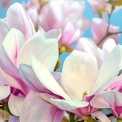 У Києві розцвіла перша магнолія: весняне диво у столиці