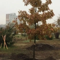 У Києві почали весняну висадку дерев і кущів: які рослини обрали