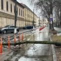 У центрі Києва дерево зупинило рух: що сталося на Печерську