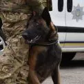 У Києві сертифікували нових службових собак для поліції: як проходили випробування