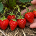 Чому полуниця з роками дрібнішає: 6 головних помилок, які вбивають урожай