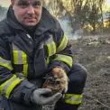 В Київській області рятувальники врятували їжачка з полум'я