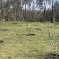 У Києві висадили магнолії, які росли ще за часів динозаврів