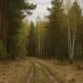 За понад мільйон гривень: у Чорнобилі перевірять деревину на радіацію