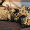 Чи можна залишати кота самого?