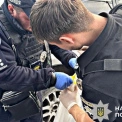 Били, принижували та знімали на відео: на Київщині підліток став жертвою трьох дорослих