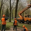 Київ витратить 2,1 мільйона на обрізку дерев: деталі