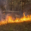 Пожежа біля озера Тягле в Києві: горіли гектари трави та очерету