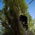 У Білій Церкві рятувальники зняли кота з дерева: подробиці та фото