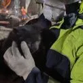 У Києві з-під завалів врятували двох котиків після ракетного удару
