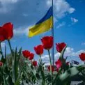 Весна розквітла у Бучі: тюльпани з Нідерландів прикрасили місто