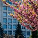 Весна у розквіті: у КПІ зацвіли сакури — де і коли встигнути побачити