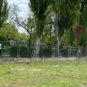 У Броварах вкрали дерева просто з вулиці — мешканці шоковані