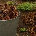 Як використовувати соснові шишки в саду та городі: 3 практичних способи