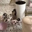 Piggy Cafe: кав’ярня з поросятами, яку вже штурмують кияни