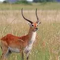 Відкриття, яке може змінити долю: рідкісну антилопу Upemba lechwe зафіксували на фото