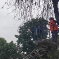 У Боярці на Київщині виявлено небезпечного шкідника, що загрожує ясеням