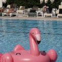 Fenix Beach Club: як насолоджуватися літом, не виїжджаючи з Києва