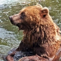 Київзоо прокачав ведмежі володіння: нові басейни, ігри та водограї