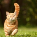 Що найбільше дратує котів: 8 речей, яких варто уникати