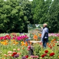 500 сортів ірисів зацвіли в ботанічному саду Києва: що варто побачити?