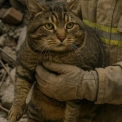Кіт вижив після 10 годин під завалами в Києві – дивовижна історія порятунку!
