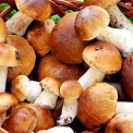 Як маринувати гриби з болгарським перцем, щоб здивувати гостей