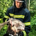 Єнотка, що втекла від обстрілів, врятована в дендропарку на Київщині