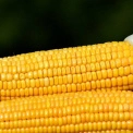 Експортна кукурудза-2025 дорожчає: що це значить для України