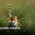 Павуки тікають самі: 7 хитрощів без хімії, які реально працюють