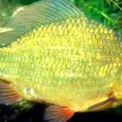 Золотий карась зникає з українських водойм: причина вас здивує