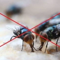 Один огірок — і жодної мухи в домі! Господині у захваті від лайфхака
